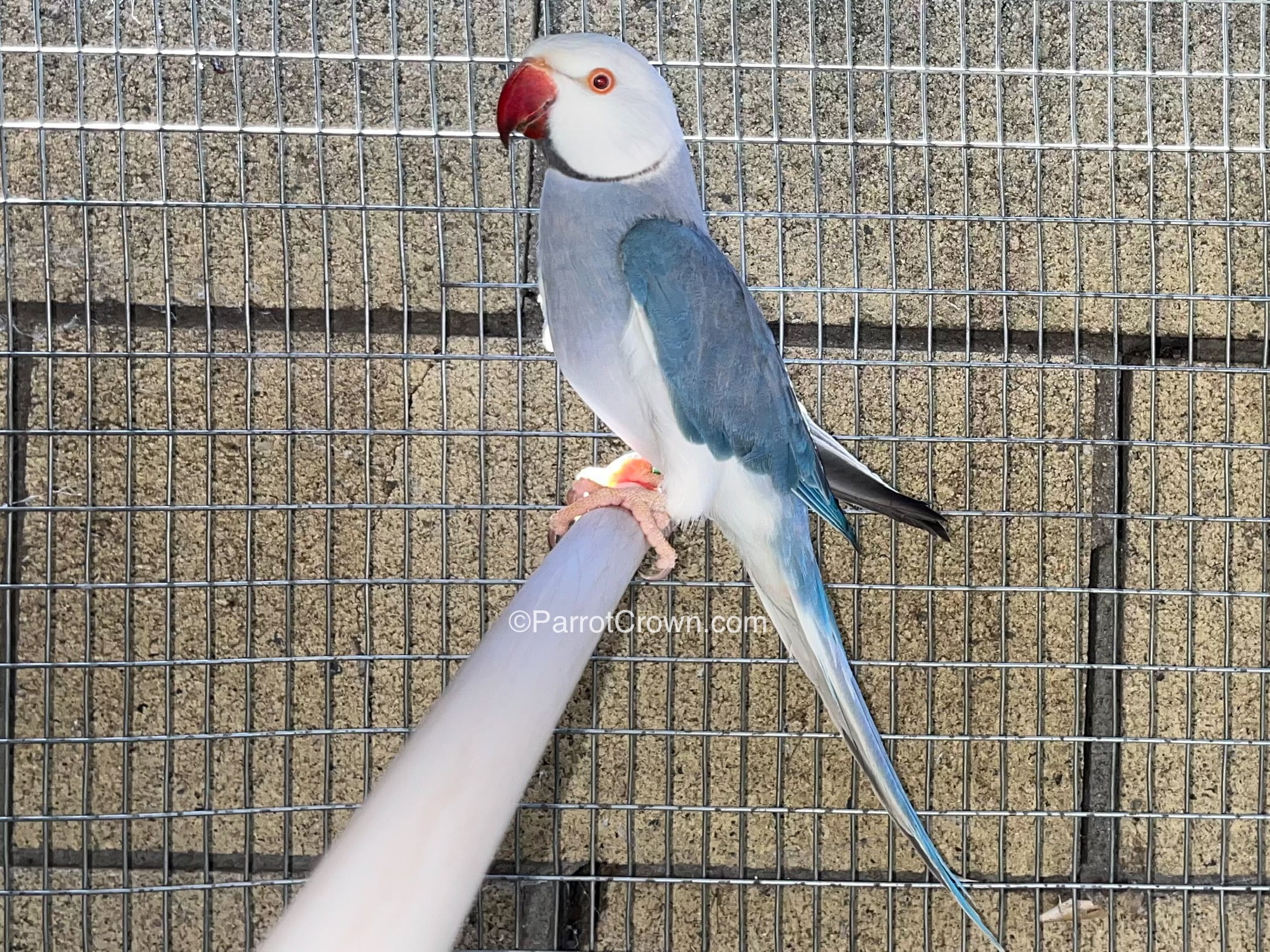 Clear Tail Cobalt Indian Ringneck for sale