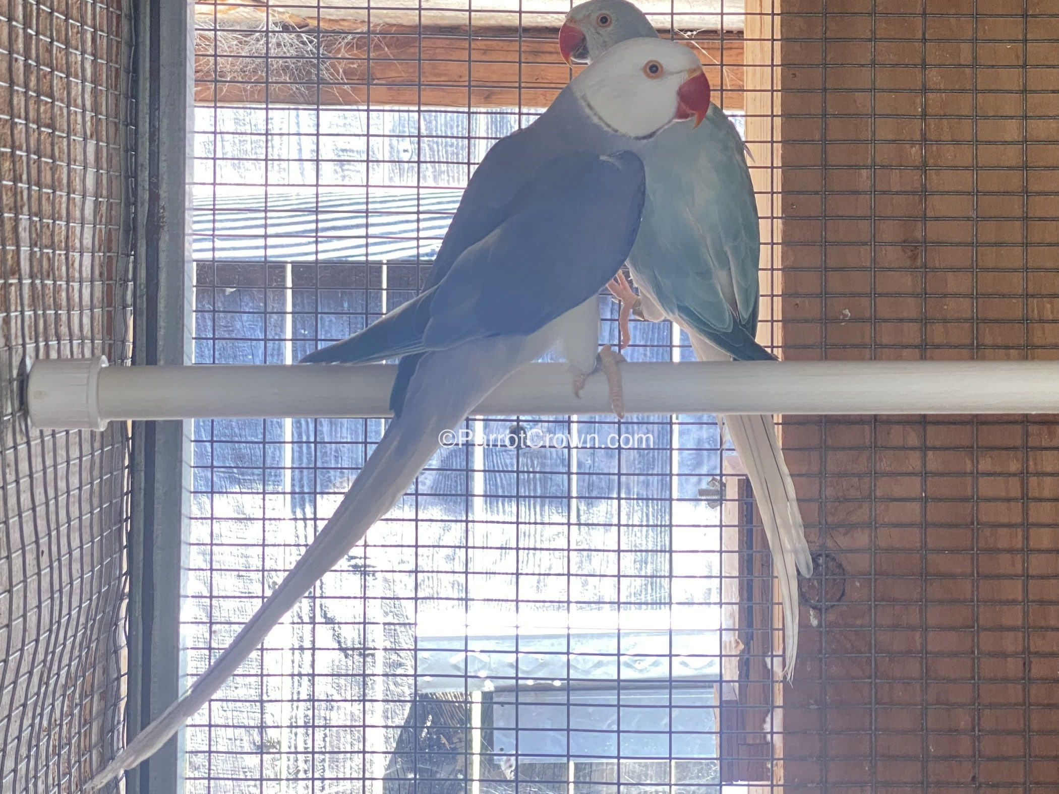 Clear Tail Violet Indian Ringneck Parrots for sale