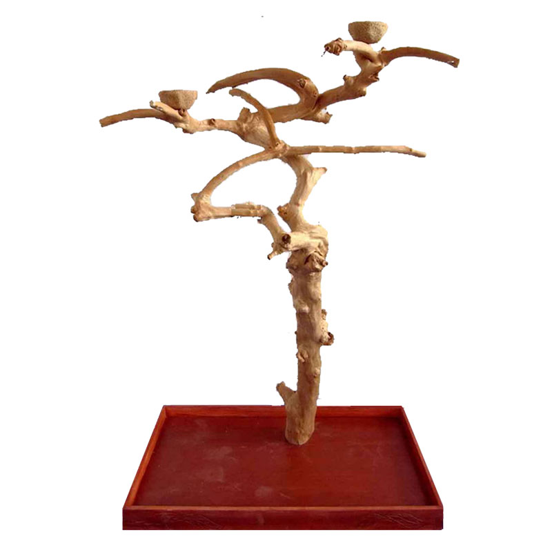 Natural Java II Tree & Base Medium Parrotize UK