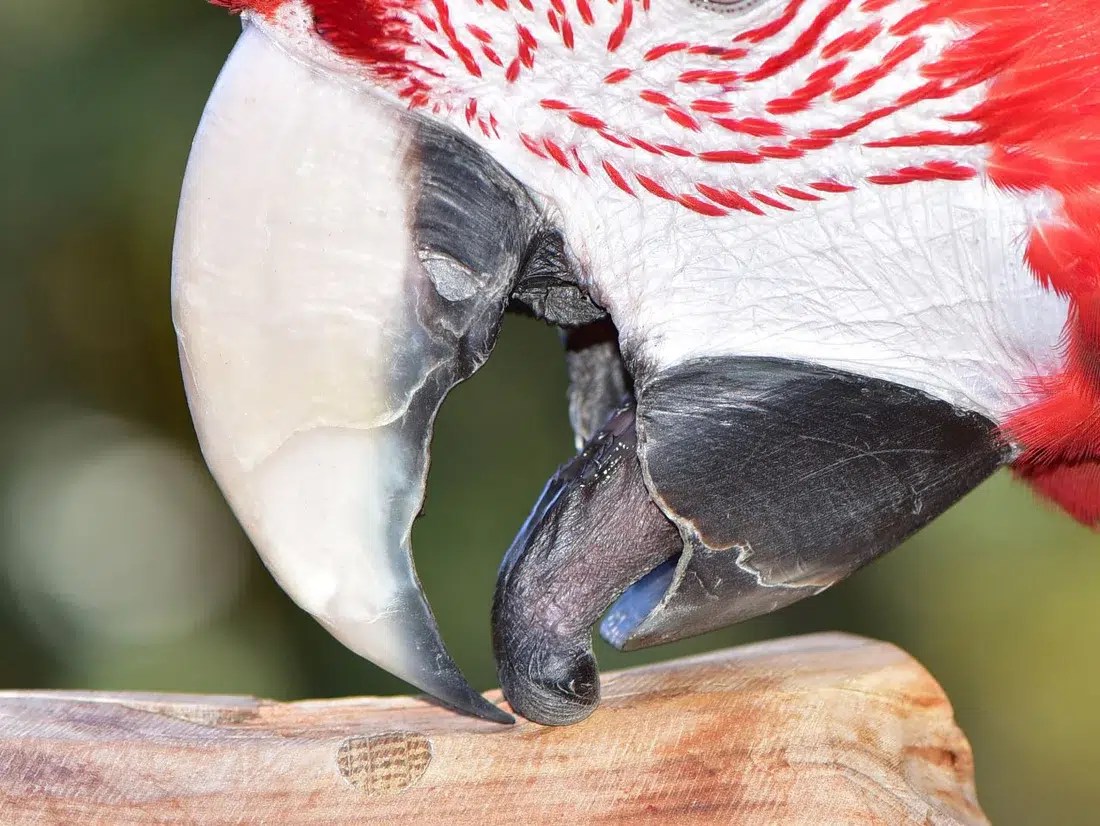 Parrot Beak Health Conditions Overgrown, Scissor Beak, and more
