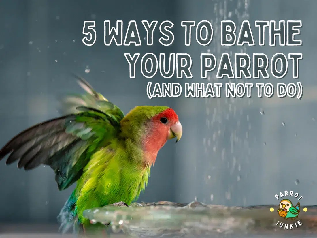 5 Ways To Bathe Your Parrot (and what not to do) Parrot Junkie