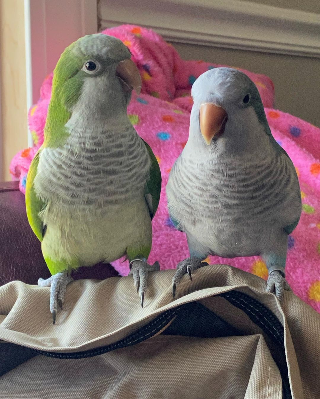 Quaker Parrot For Adoption Parrots For Adoption Companion Parrots