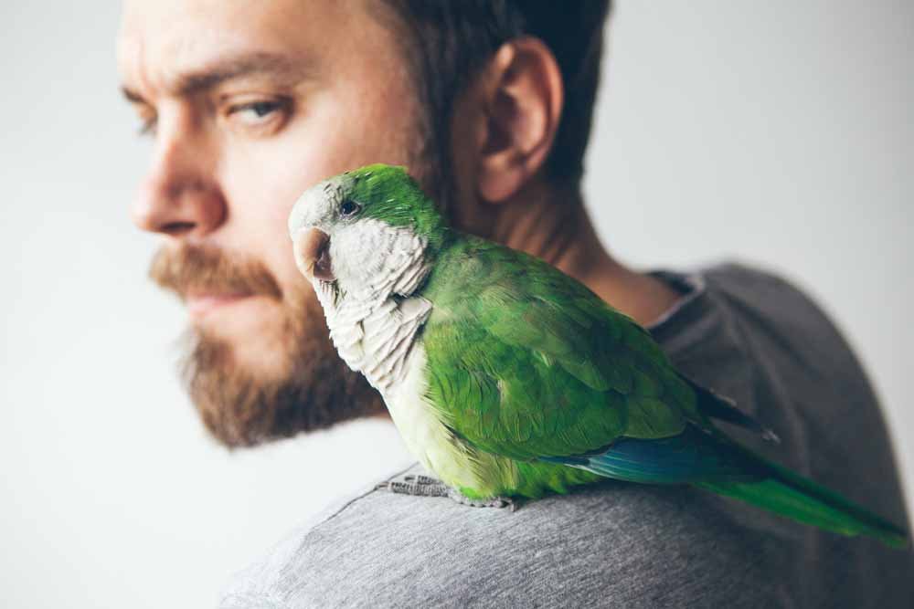 Quaker Parrot Personality, Food & Care