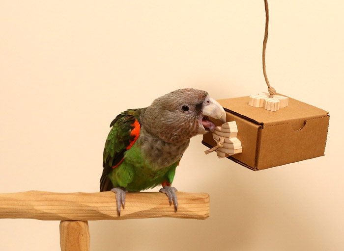 parrot enrichment toys www.hammurabigesetze.de