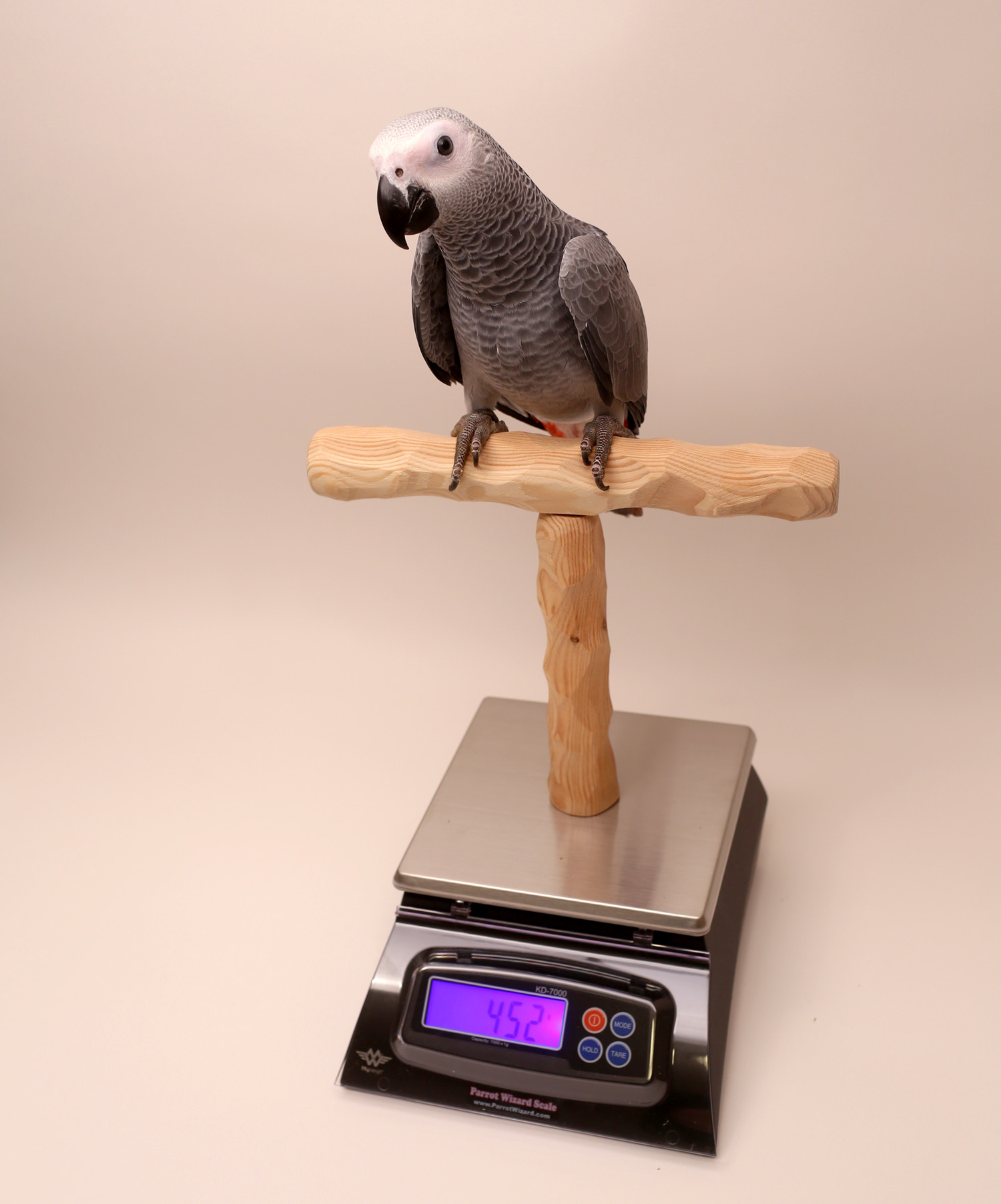 Parrot Wizard Scale for Weighing Parrots for Trick Training