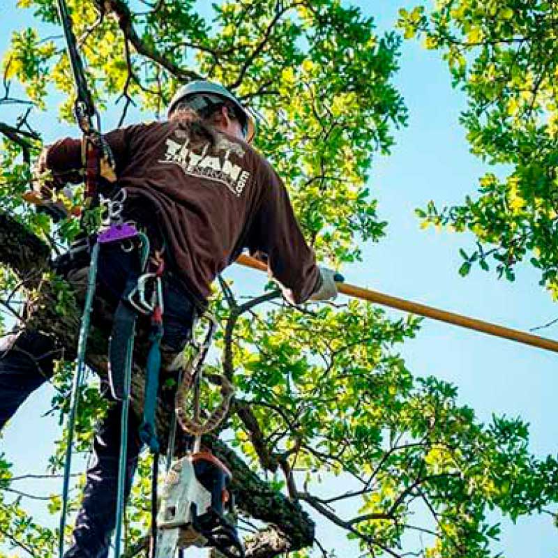 TEAM Parshall Tree Care
