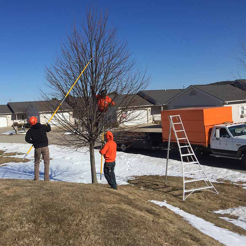 Professional Tree Pruning & Trimming Services Parshall Tree Care