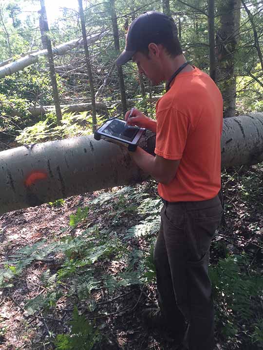 Comprehensive Tree Care Services Parshall Tree Care