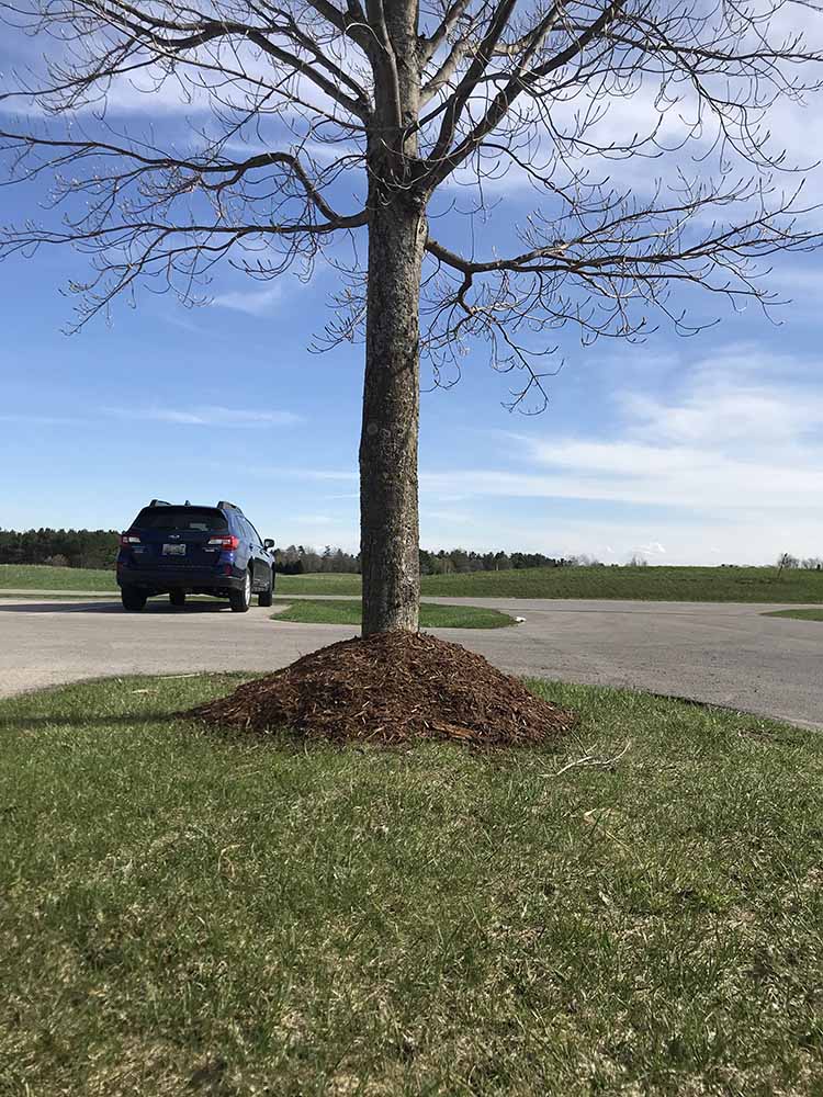 ROOT COLLAR EXCAVATION (RCX) Parshall Tree Care