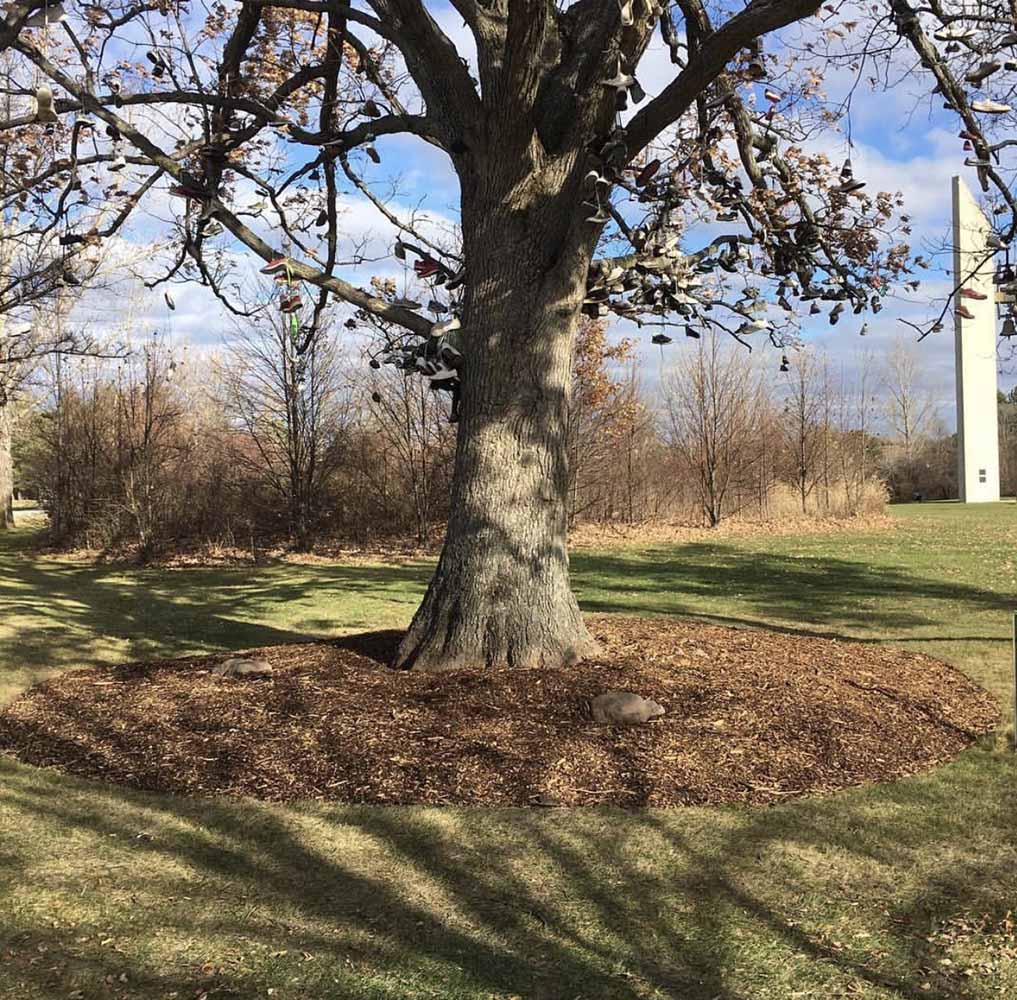 ROOT COLLAR EXCAVATION (RCX) Parshall Tree Care