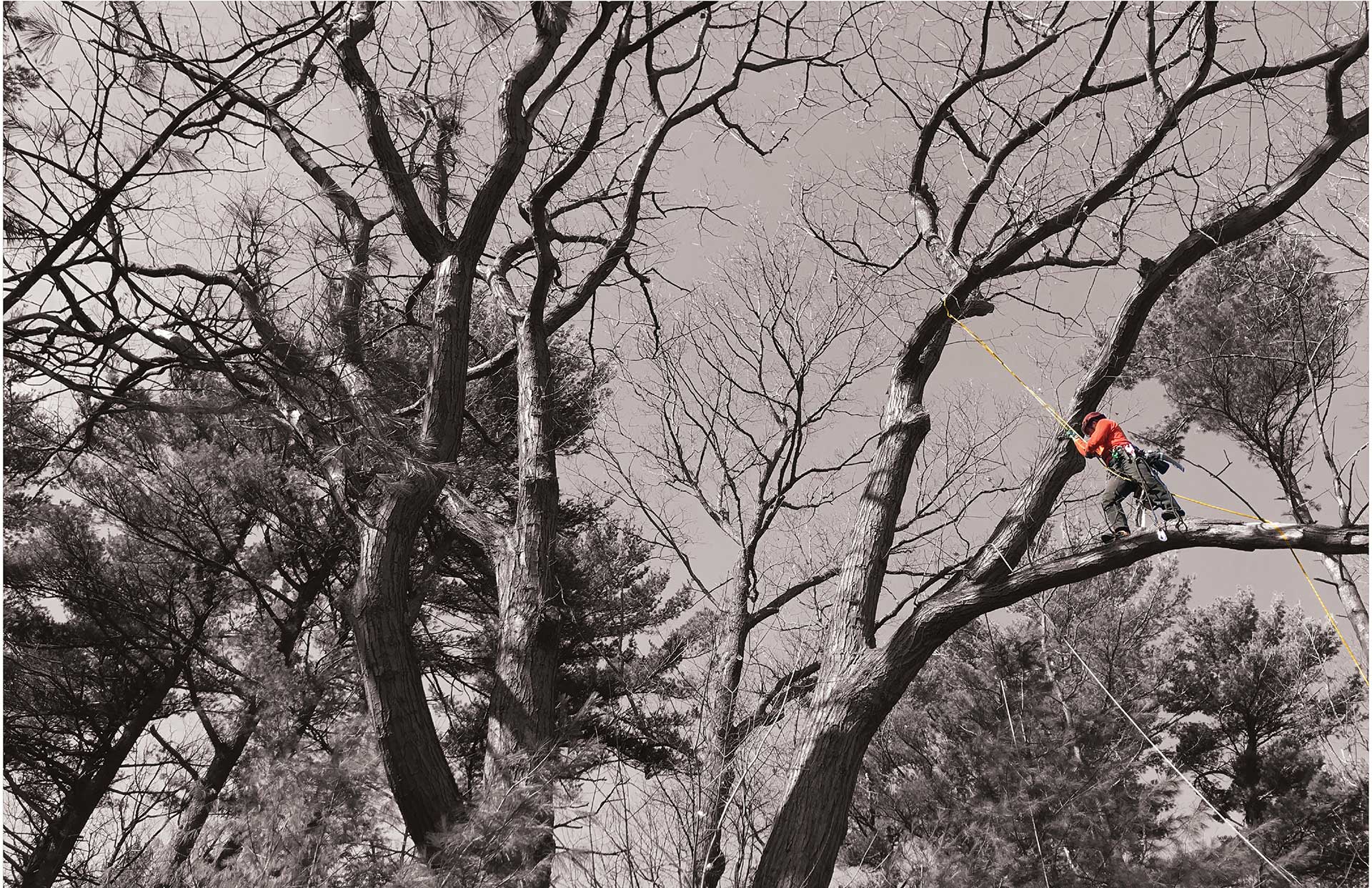 Parshall Tree Care Experts Traverse City, Grand Rapids Tree Services