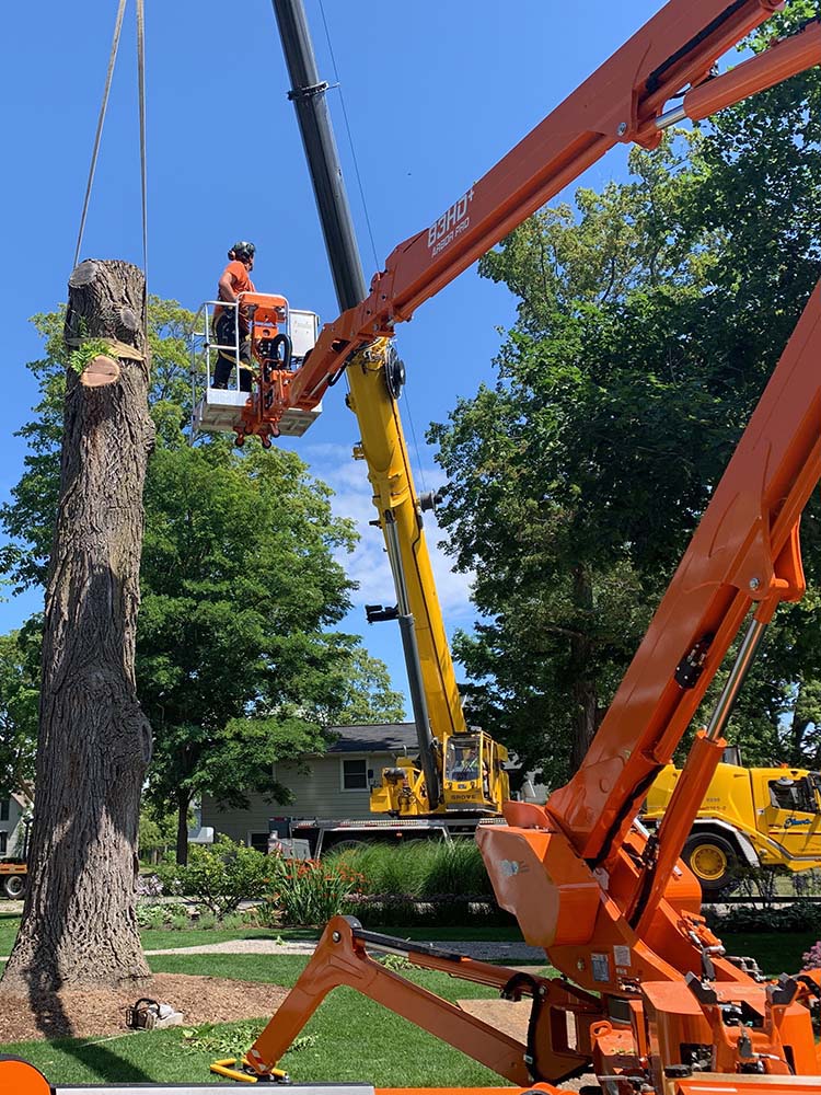 Comprehensive Tree Care Services Parshall Tree Care