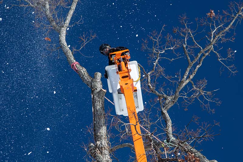 CAREERS Parshall Tree Care