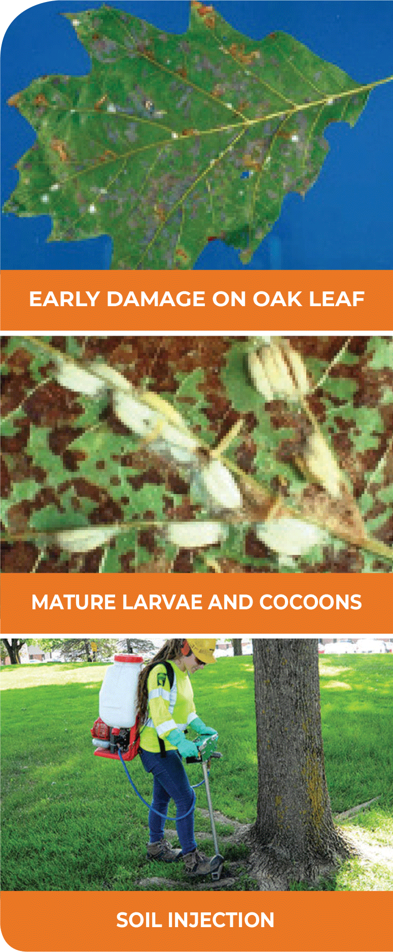 OAK LEAF SKELETONIZER Parshall Tree Care