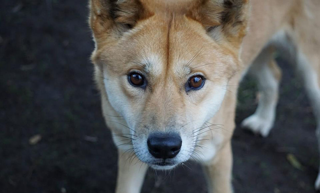 A Study into Eye Contact with Dogs & Dingos Particle