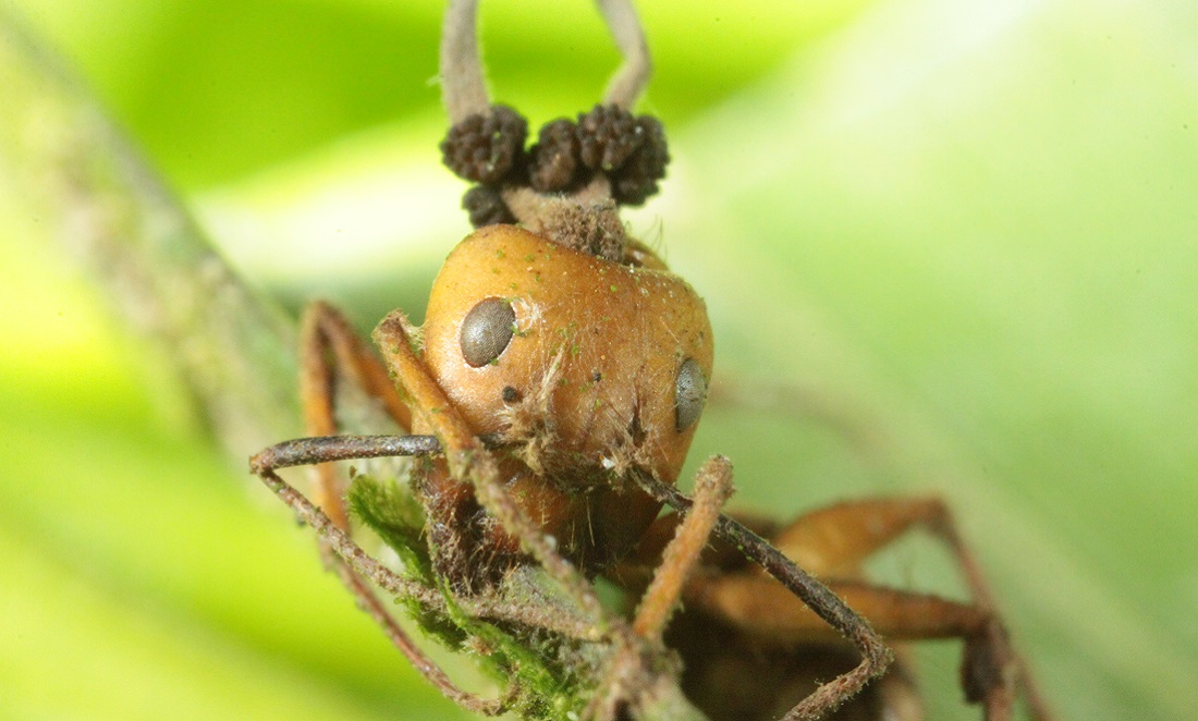Scary Creatures That Will Make Your Skin Crawl Particle