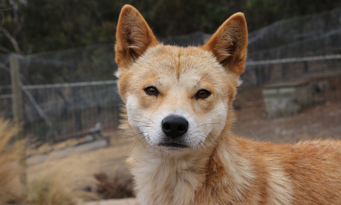 A Study into Eye Contact with Dogs & Dingos Particle