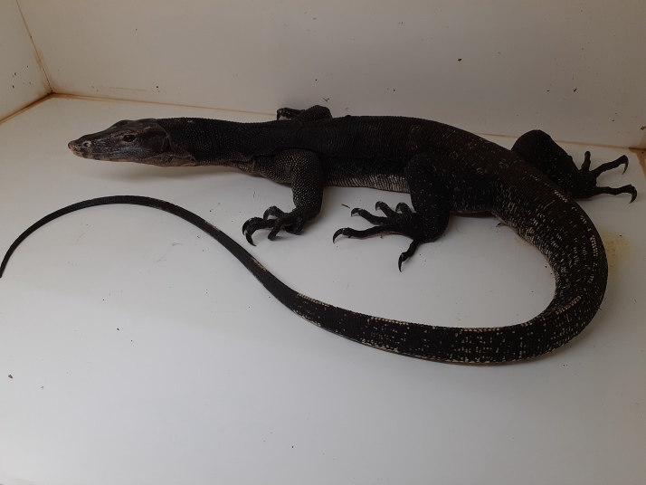 お客様ケージ紹介 サルバトールモニター: アールシークラフト(旧ケージ製作所) 商品紹介 - Particular