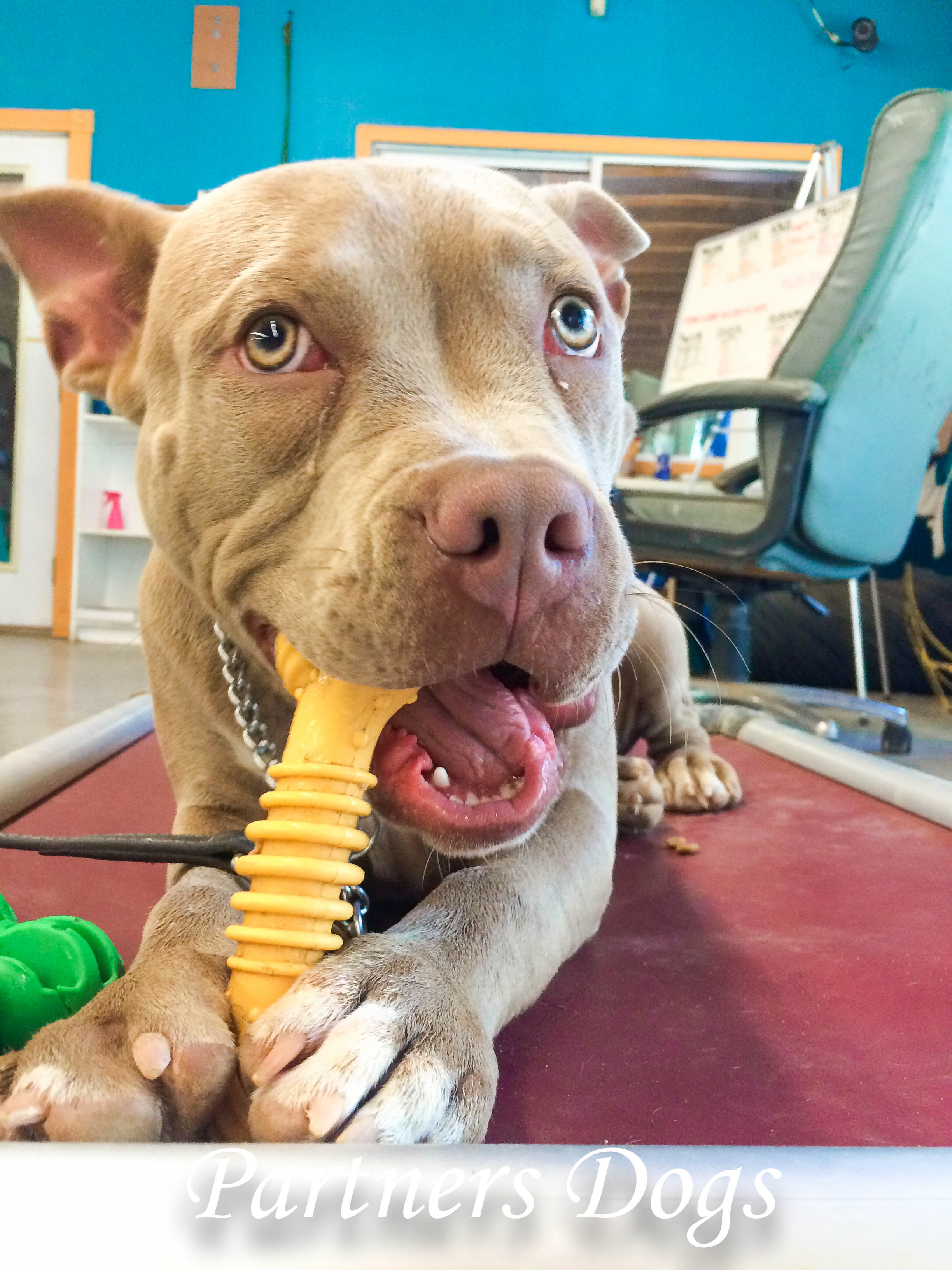 Need A Dog Bed? Kuranda Dog beds Partners Dog