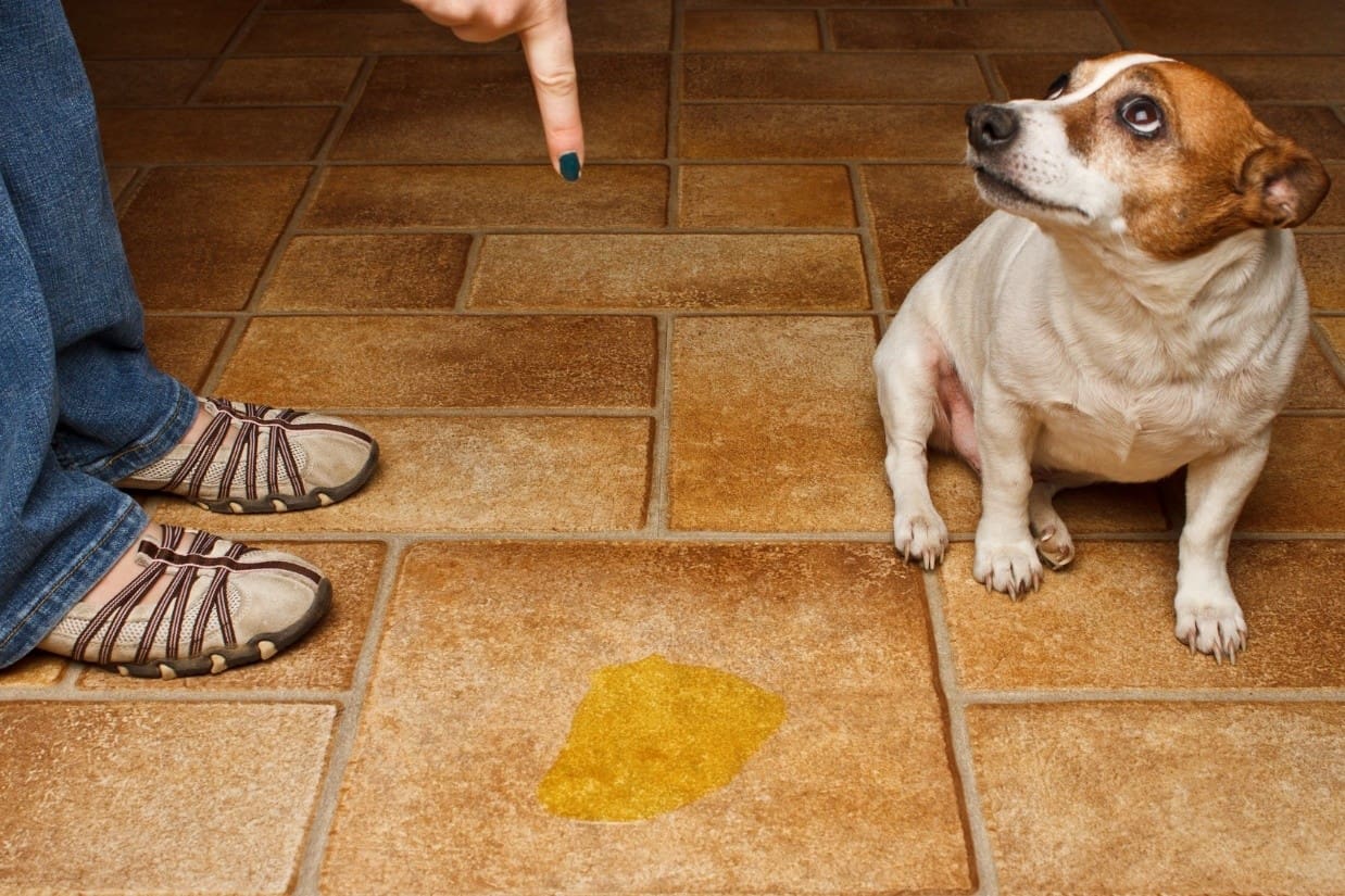 How to Potty Train Your Dog Where to Start