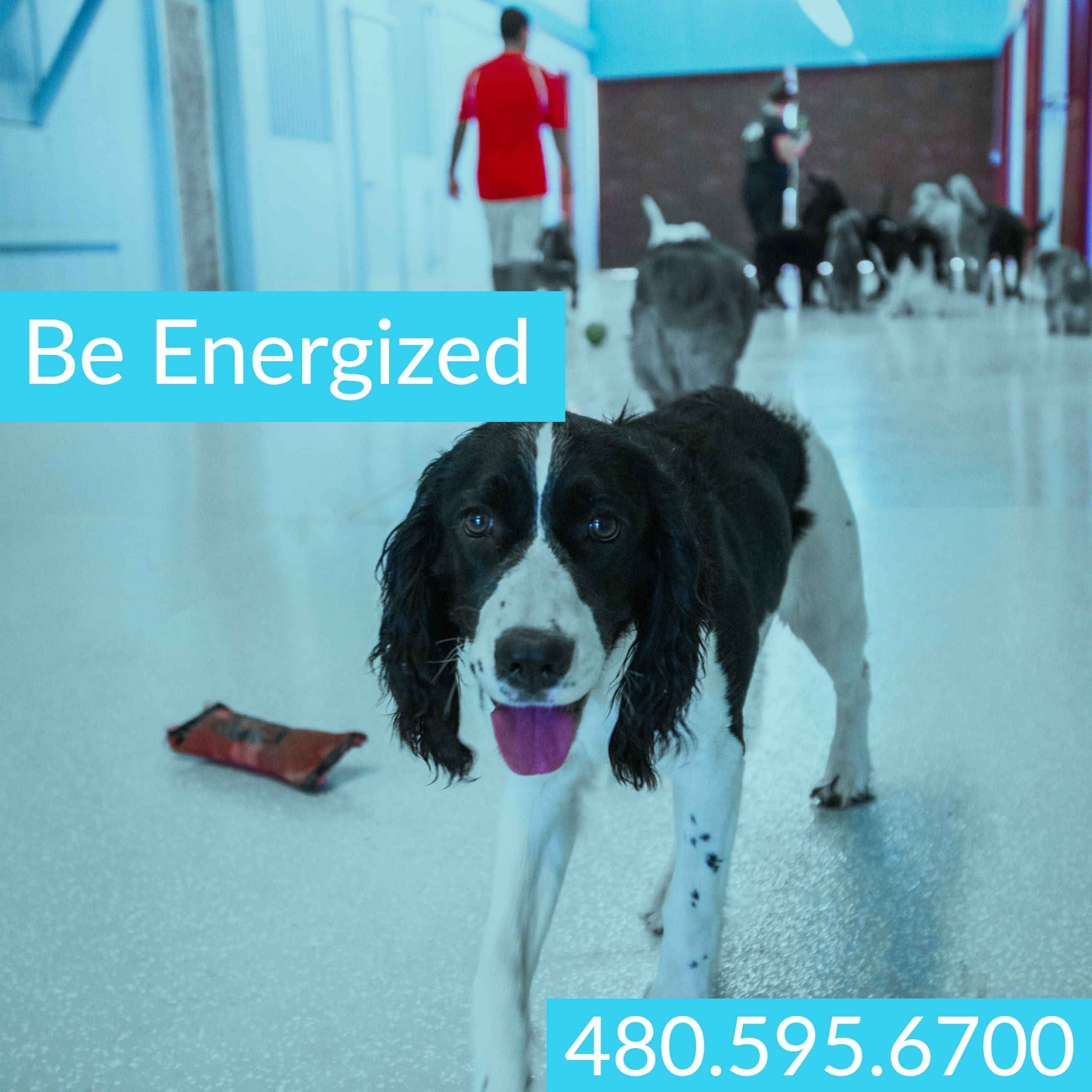 Doggy Daycare Cave Creek Partners Dog Training