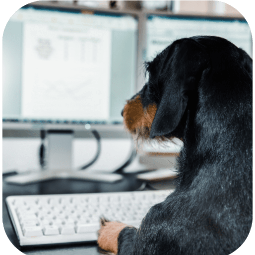 Partners Dog Training Arizona's Best Dog Trainer Over 45,000 Trained