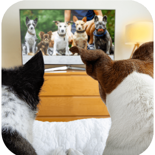 Dog Training Jobs Dog Trainer Jobs in Arizona