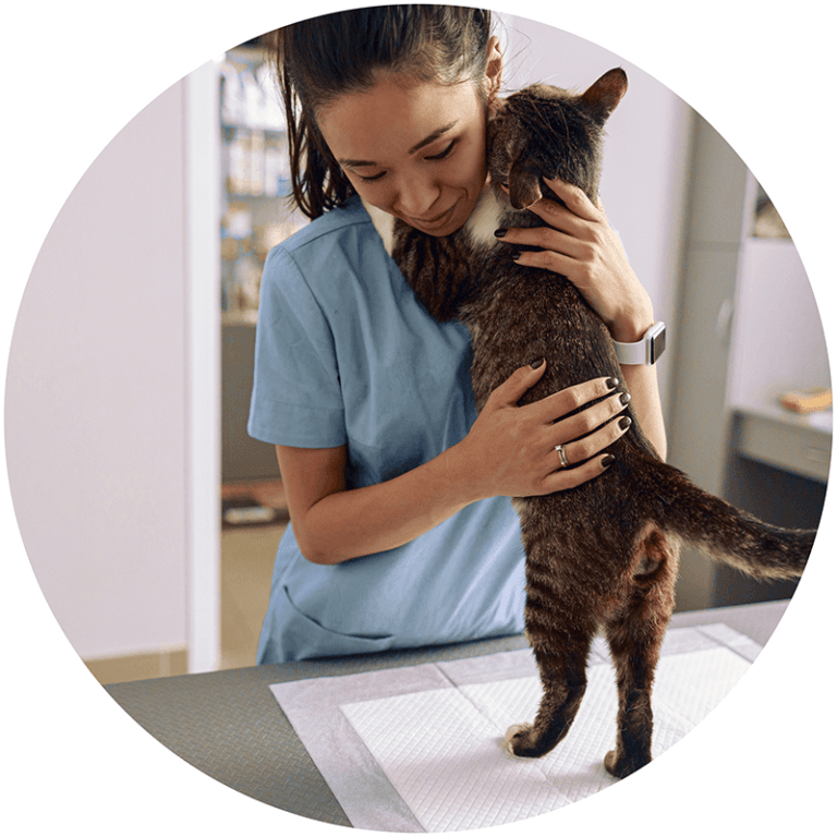 About Us Partner Veterinary