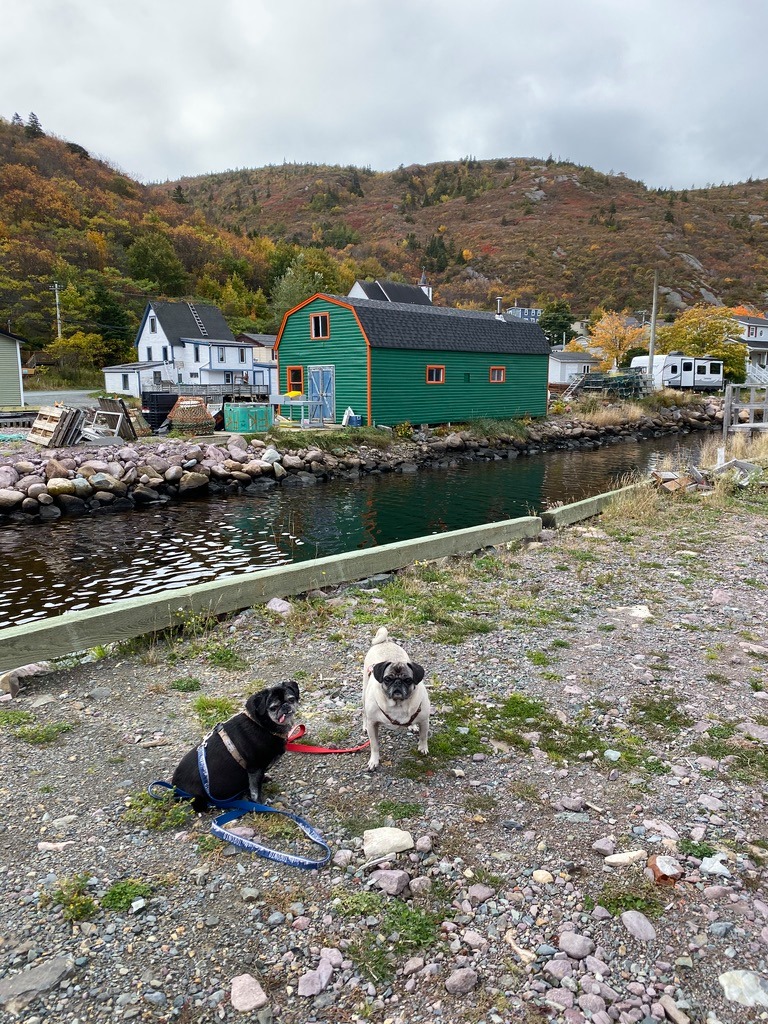 Newfoundland Day 4, Petty Harbour Maddox Cove Parts Unknown Pugs