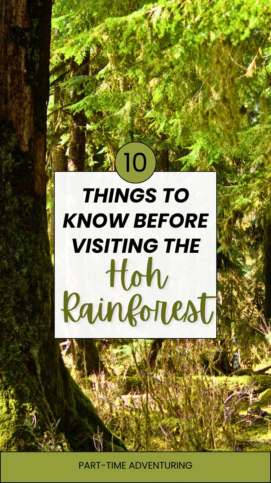 10 Things You Need to Know Before Visiting the Hoh Rainforest(06)