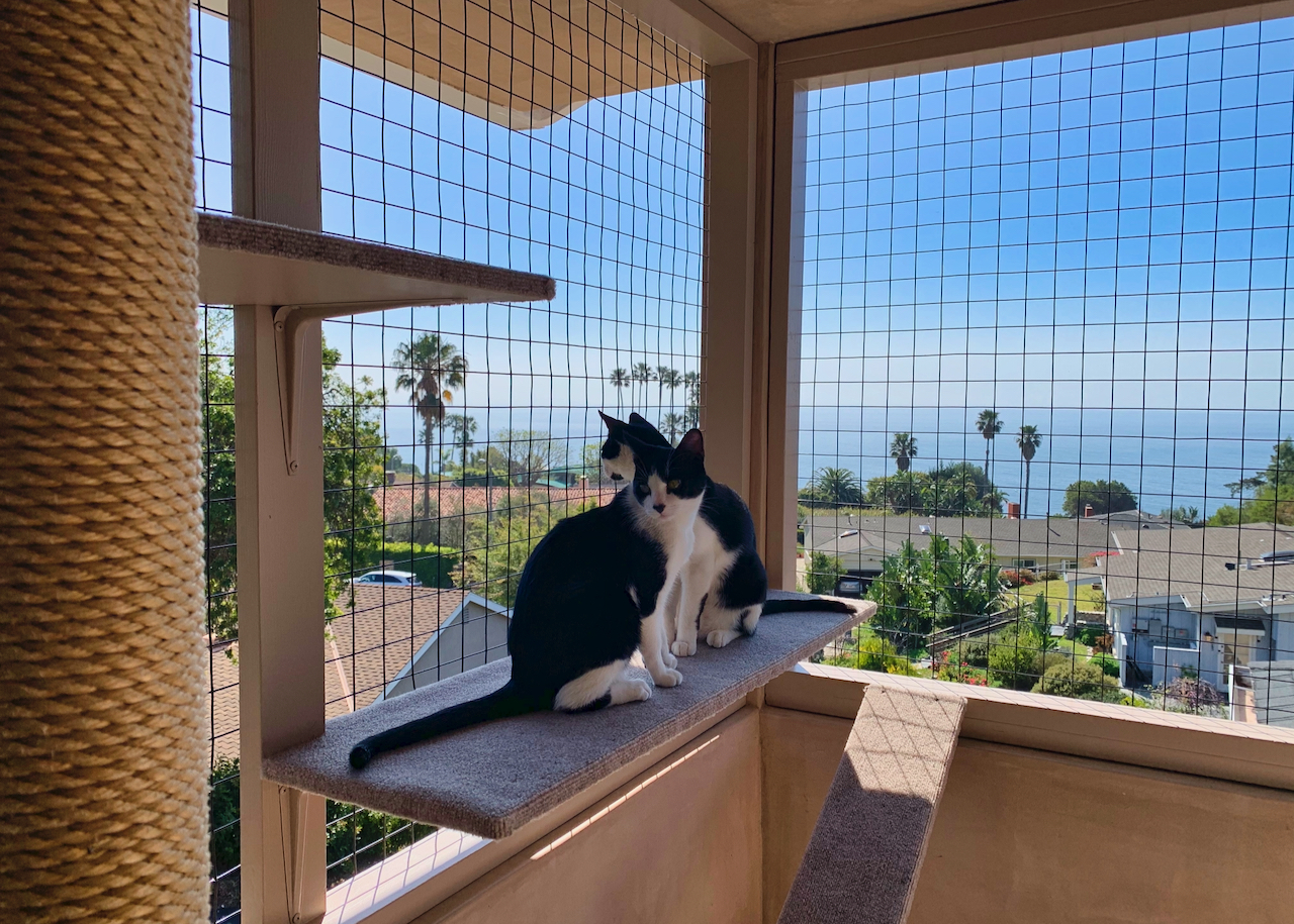 5 Benefits to Investing in a Catio Pasadena Humane