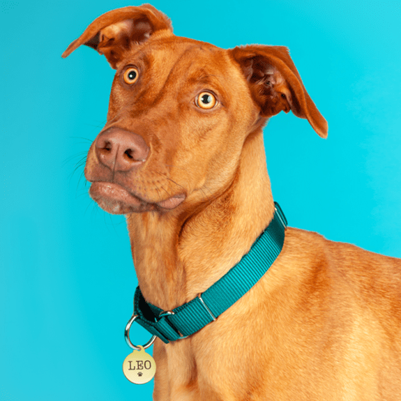 A pet license is more than just a tag, even for unicorns; Here’s why