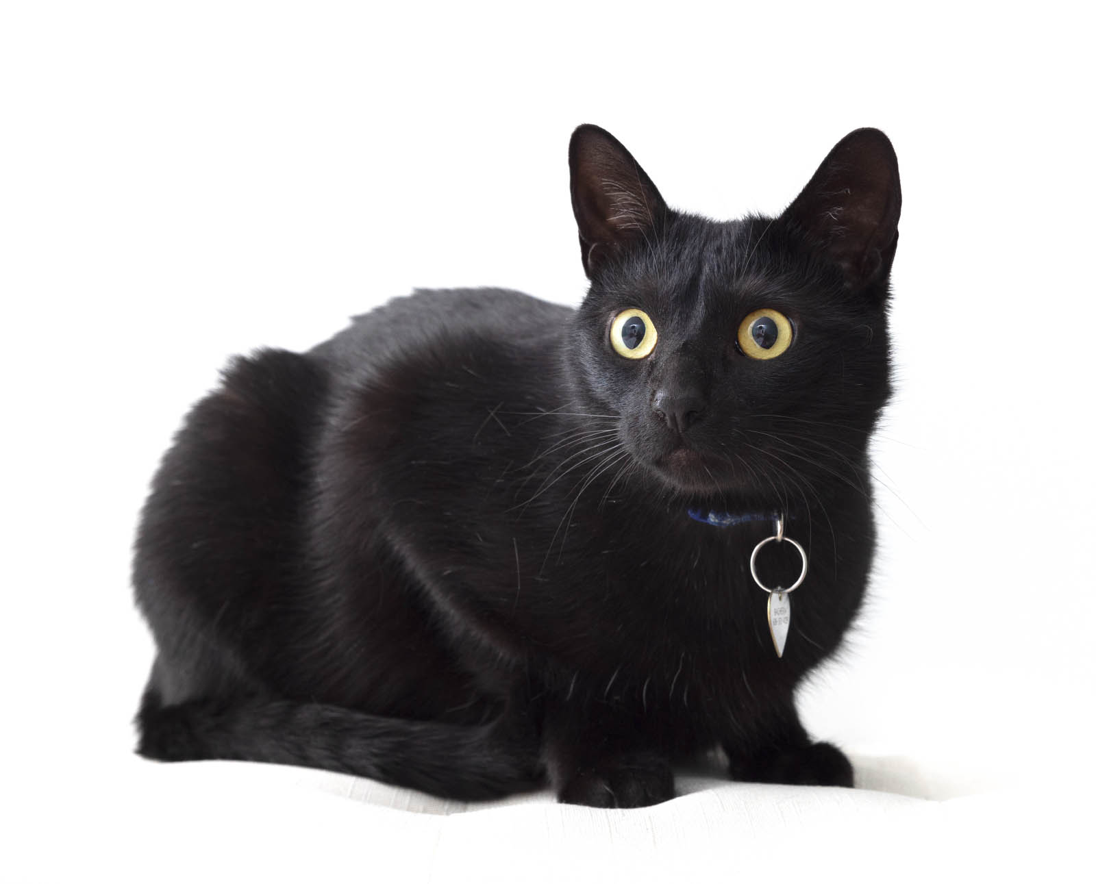The 333 Rule of Adopting a Cat Pasadena Humane