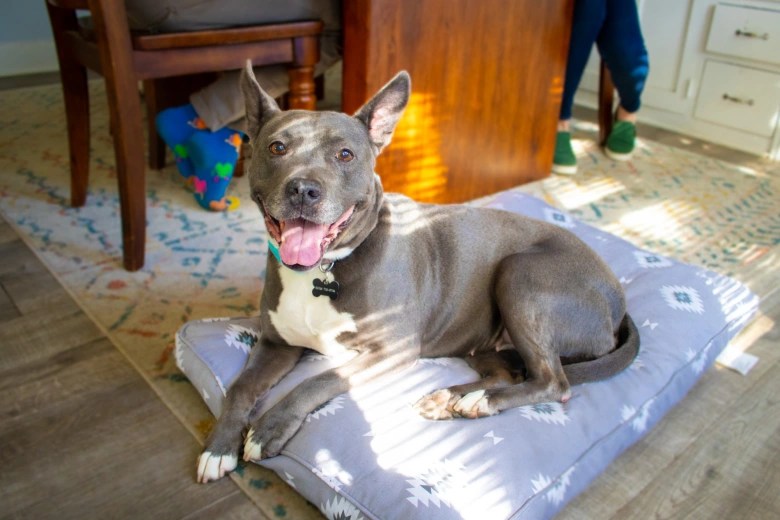 Dog Poop DNA 101 to the future of petwaste management