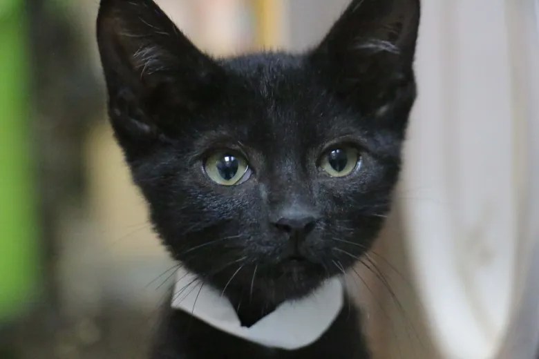 Time to adopt a black cat (time to leave the superstitions in the past