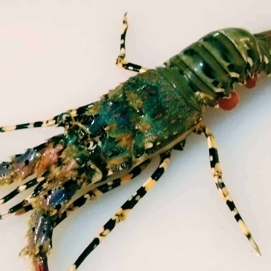 Udang Lobster kecil 1Kg Pasar Segar