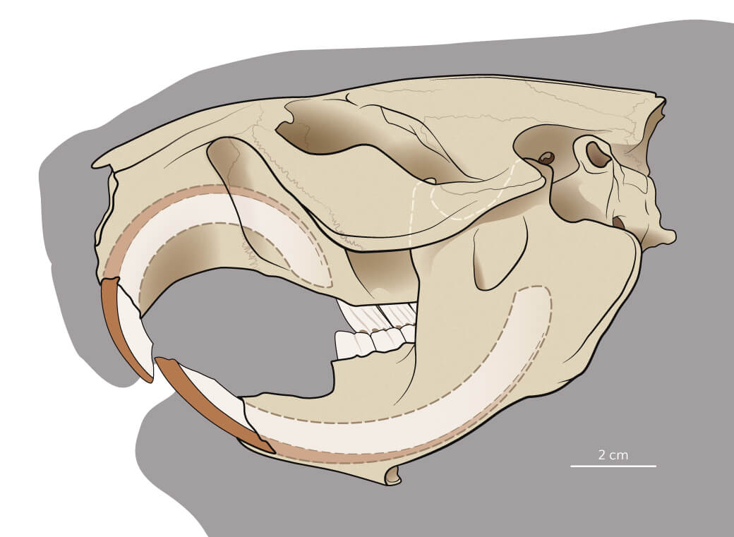 skull and teeth of the eurasian beaver