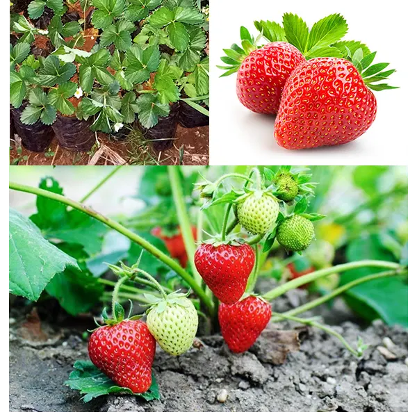 Chandler Strawberry Seedlings in Kenya for sale 0705 855 633