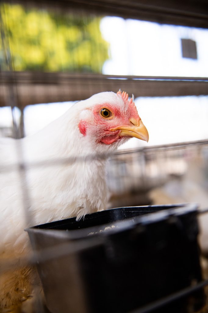 Small Animal Auction Coming Online for 2023 CMSF • Paso Robles Press