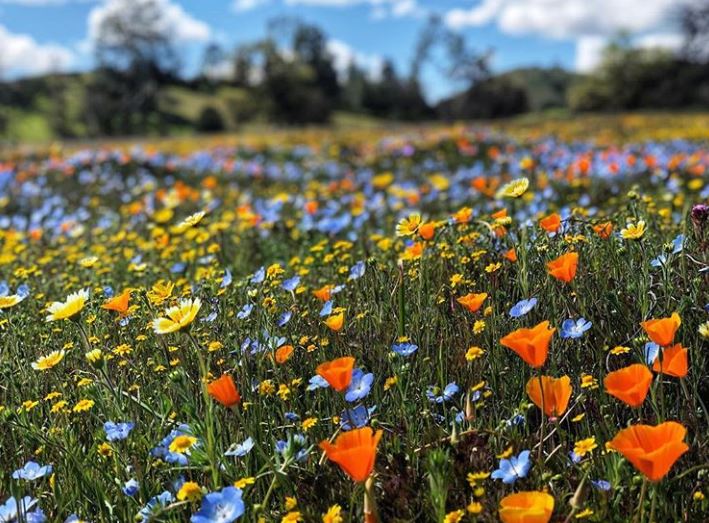 Paso Robles Wildflowers Paso Robles Wine Country Alliance