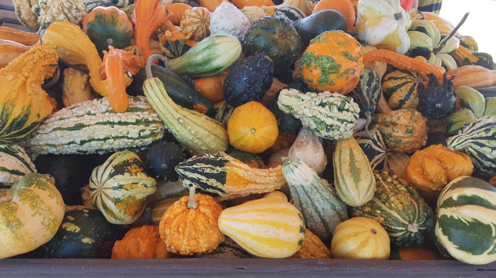 Pa's Pumpkin Patch Pumpkins, Rides, Games & Fun for the whole family