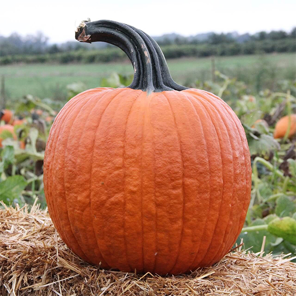 PUMPKINS Pa's Pumpkin Patch
