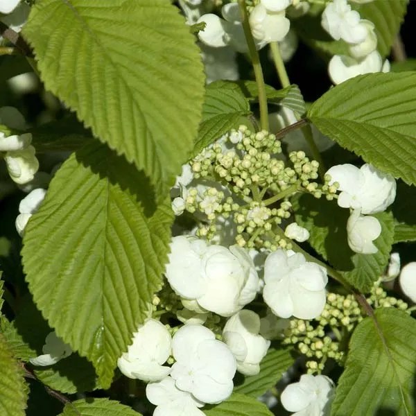 Melinda's Low Maintenance Plant Viburnums Pasquesi Home and Gardens