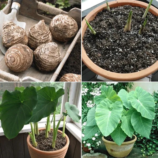 Melinda's Beginner's Guide How to Plant Elephant Ear Bulbs Pasquesi