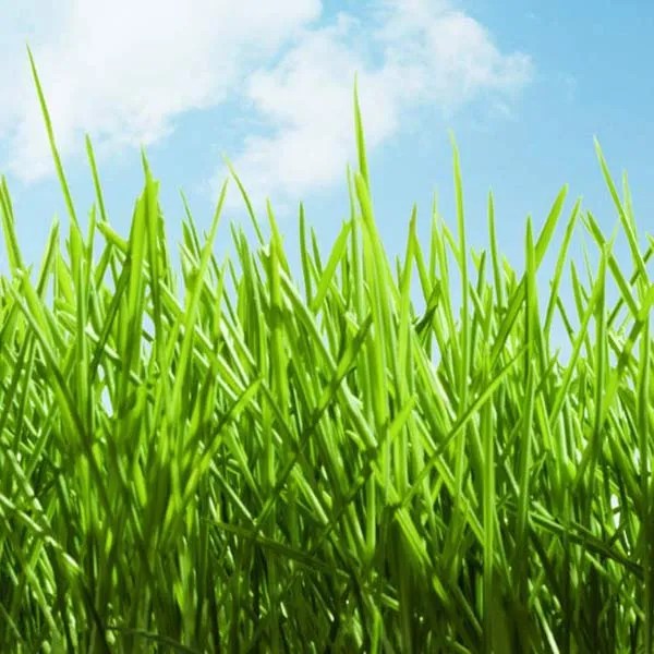 Grass Won't Grow? Pasquesi Home and Gardens