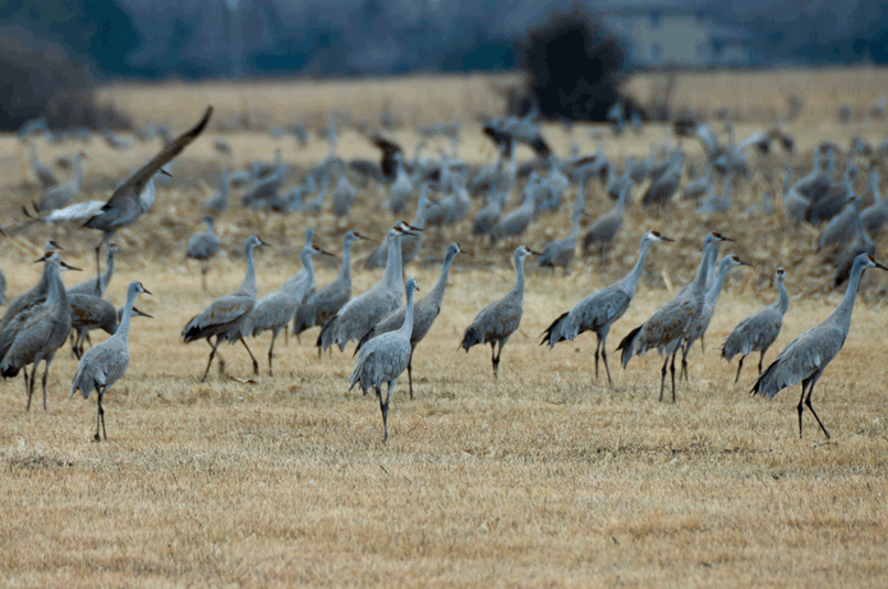 Sandhill Cranes Migration A Pause Along the Mississippi Flyway in the