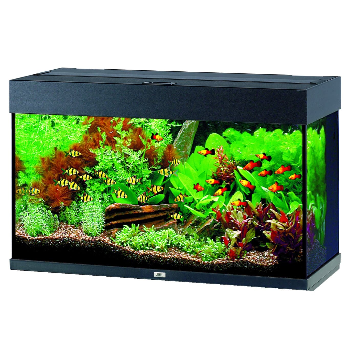 Aquarium poisson Passion Animaux
