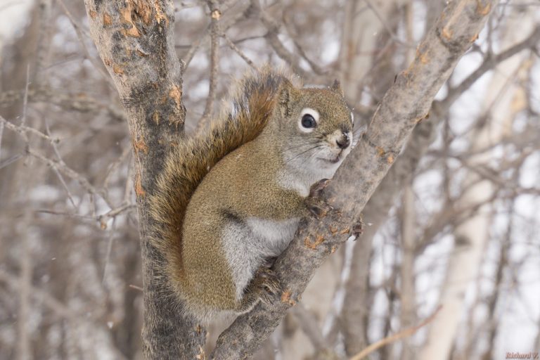 «Arrêtez de nourrir les animaux le long de la piste cyclable» dit Saint