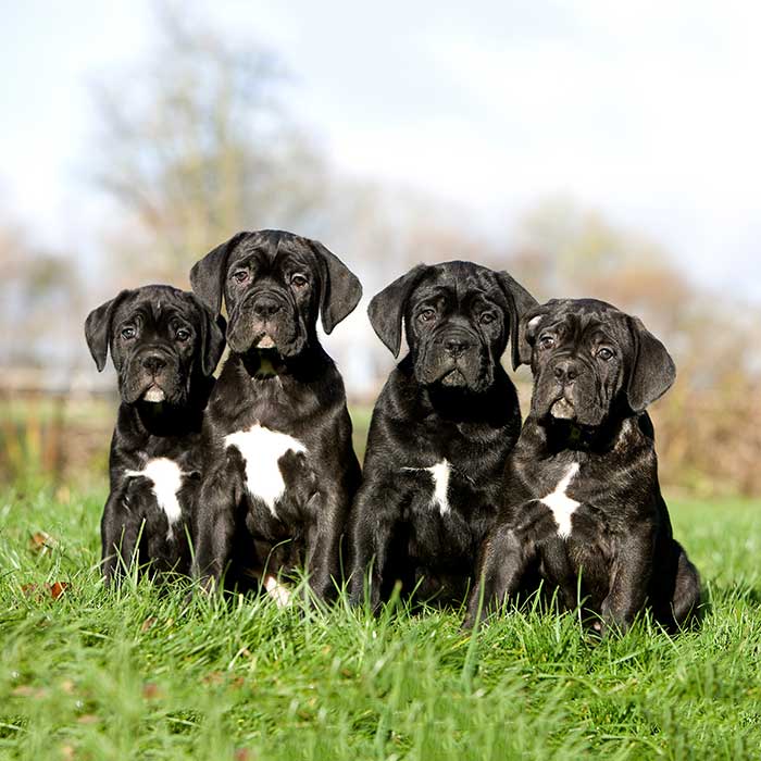 Cane Corso Geschichte, Charakter & Wesen Passion Hund