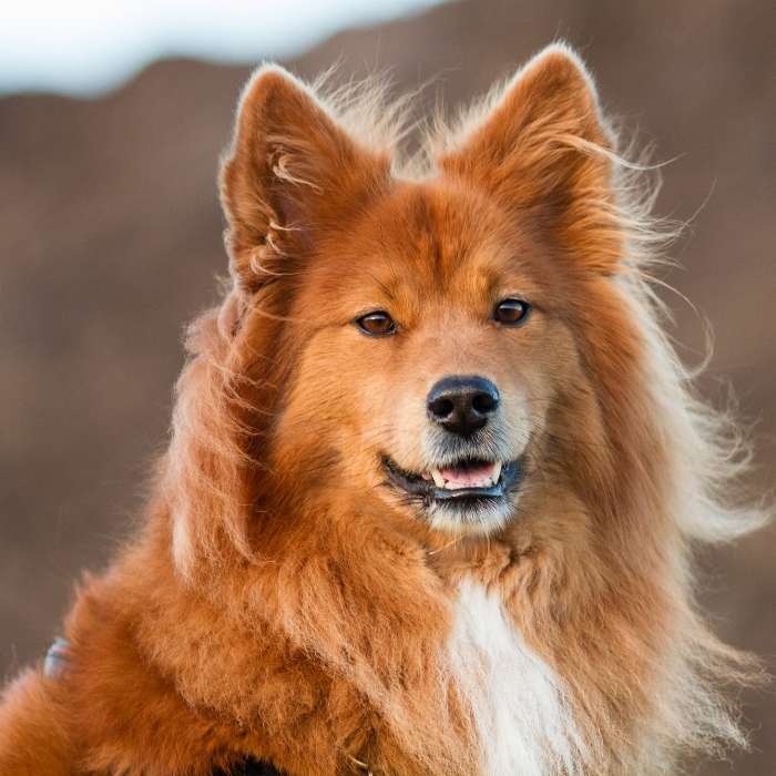 Die Hunderasse Elo Geschichte und Charakter Passion Hund